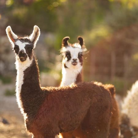 Alpaca Farm - חוות האלפקות Villa Mitzpe Ramon Eksteriør bilde