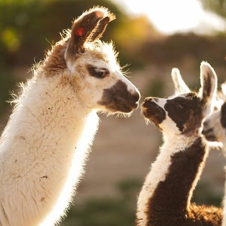 Alpaca Farm - חוות האלפקות Villa Mitzpe Ramon Eksteriør bilde