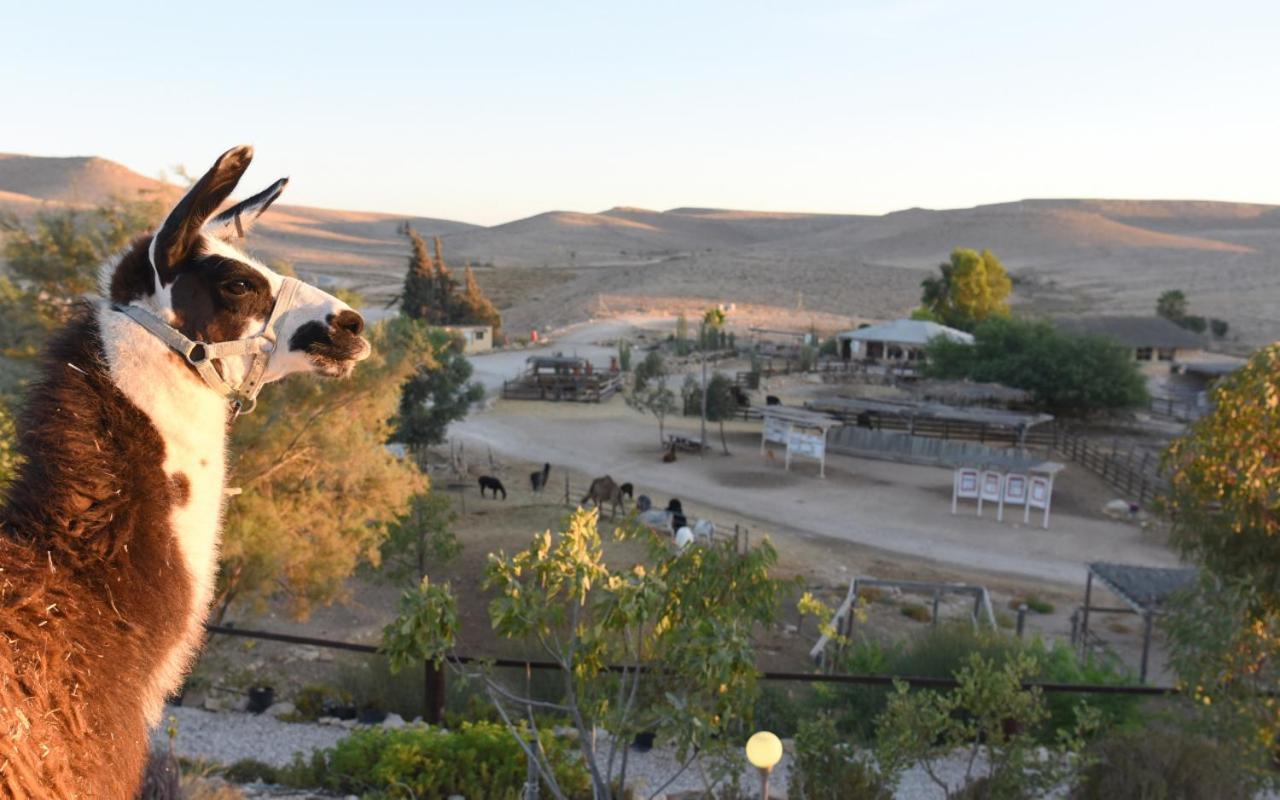 Alpaca Farm - חוות האלפקות Villa Mitzpe Ramon Eksteriør bilde