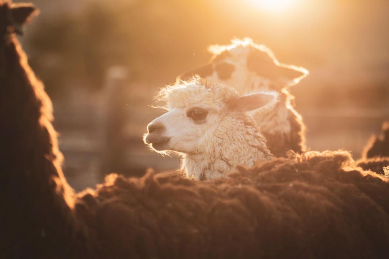 Alpaca Farm - חוות האלפקות Villa Mitzpe Ramon Eksteriør bilde