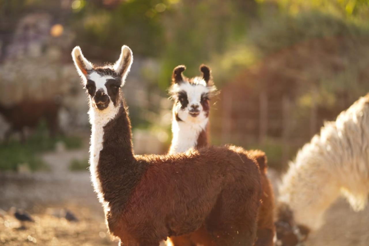 Alpaca Farm - חוות האלפקות Villa Mitzpe Ramon Eksteriør bilde