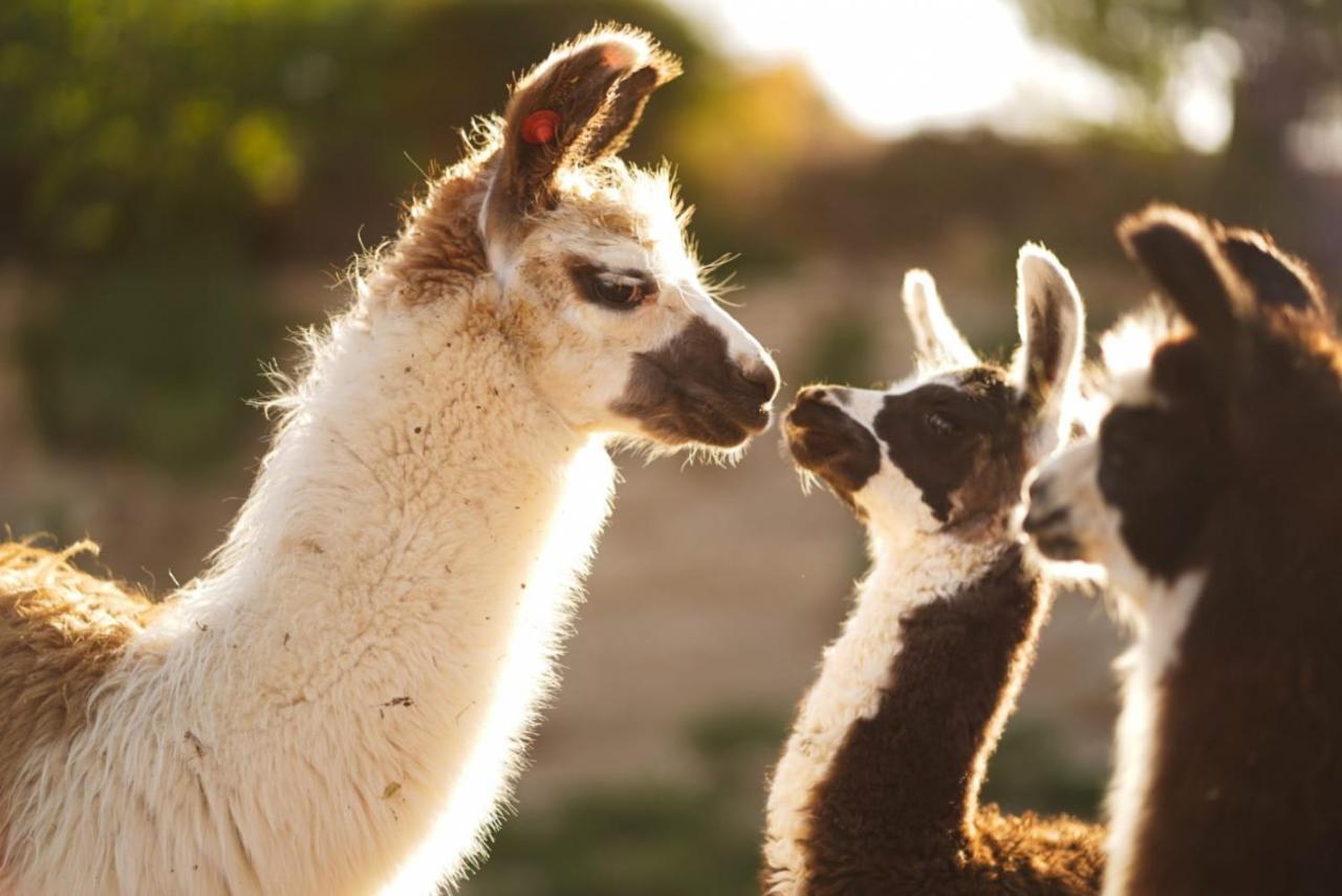 Alpaca Farm - חוות האלפקות Villa Mitzpe Ramon Eksteriør bilde