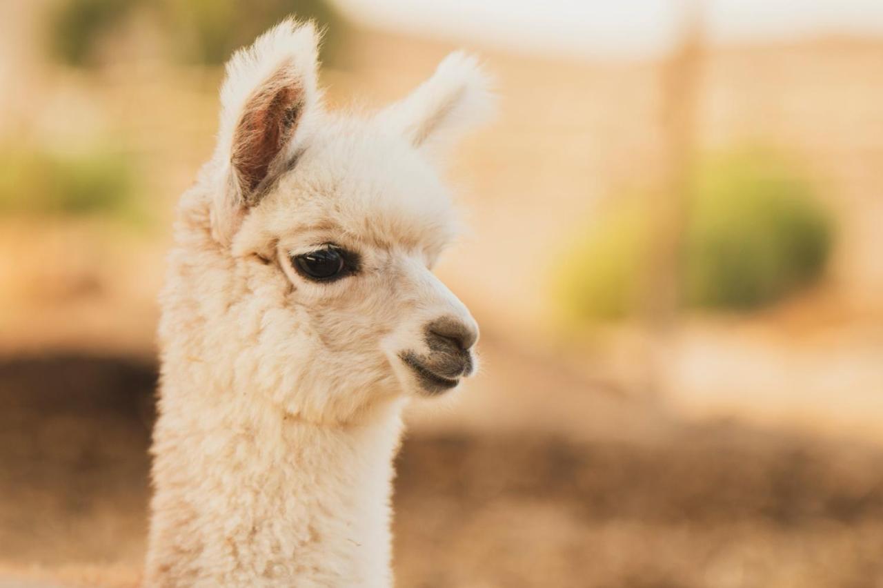 Alpaca Farm - חוות האלפקות Villa Mitzpe Ramon Eksteriør bilde