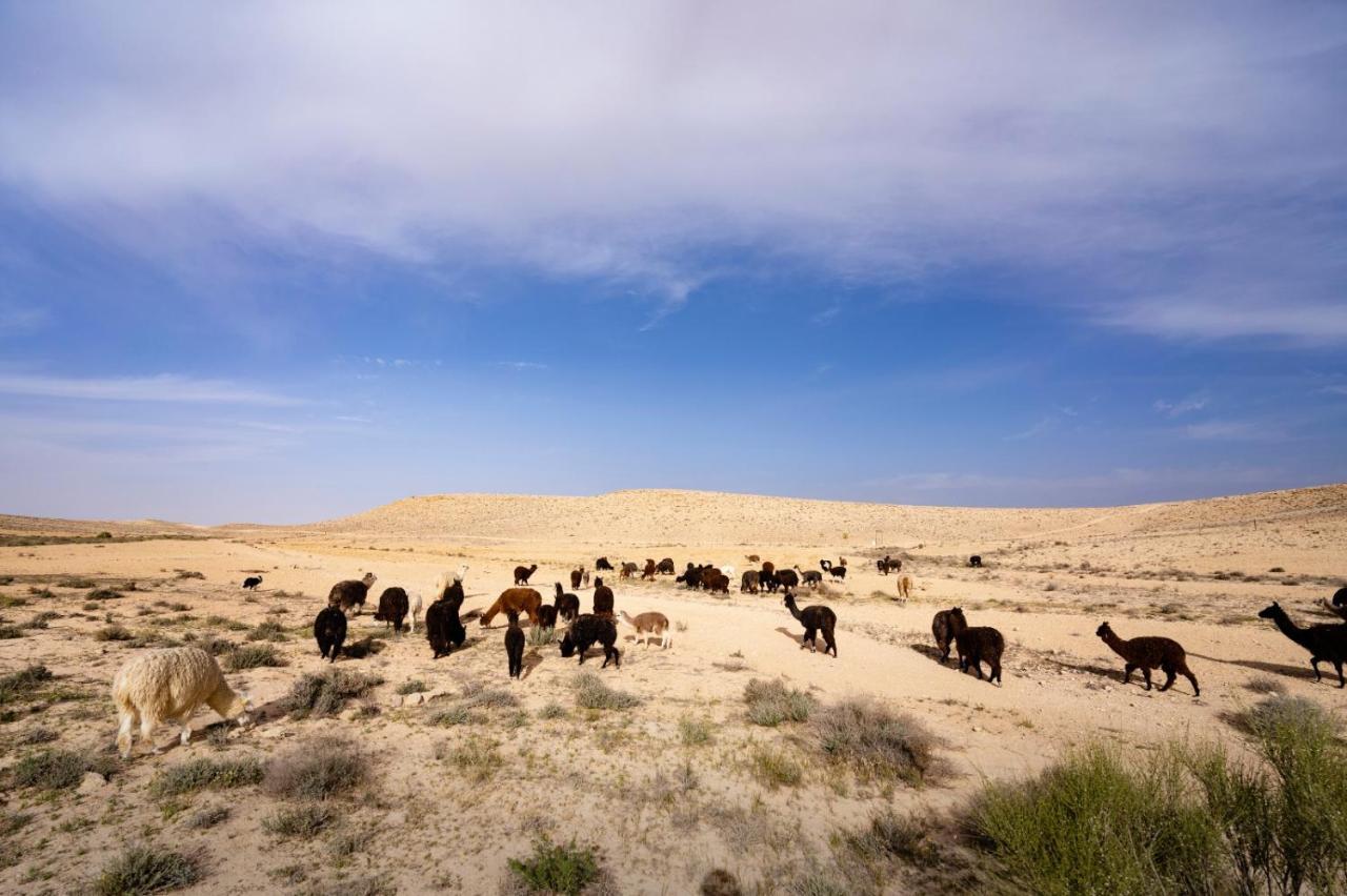 Alpaca Farm - חוות האלפקות Villa Mitzpe Ramon Eksteriør bilde