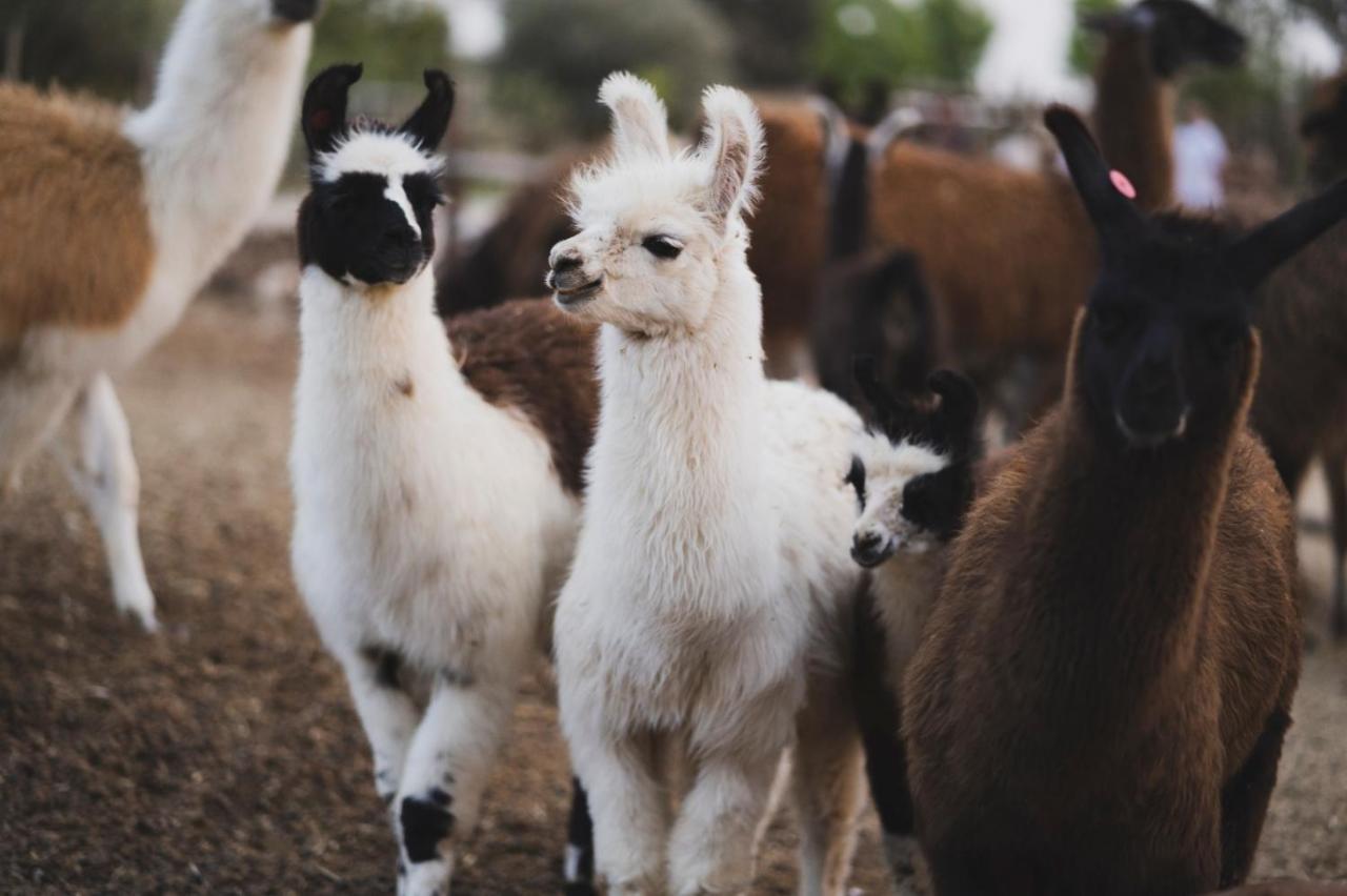 Alpaca Farm - חוות האלפקות Villa Mitzpe Ramon Eksteriør bilde