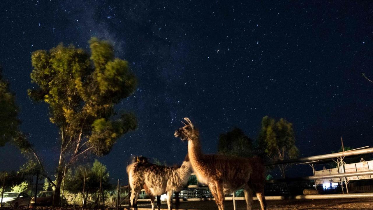 Alpaca Farm - חוות האלפקות Villa Mitzpe Ramon Eksteriør bilde