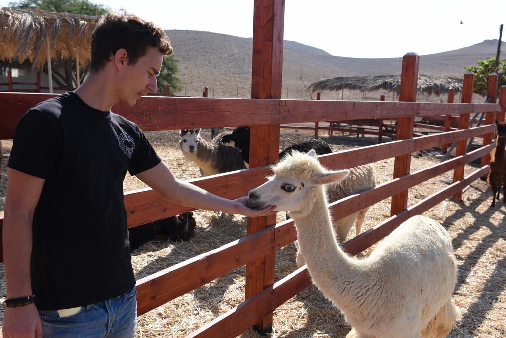 Alpaca Farm - חוות האלפקות Villa Mitzpe Ramon Eksteriør bilde