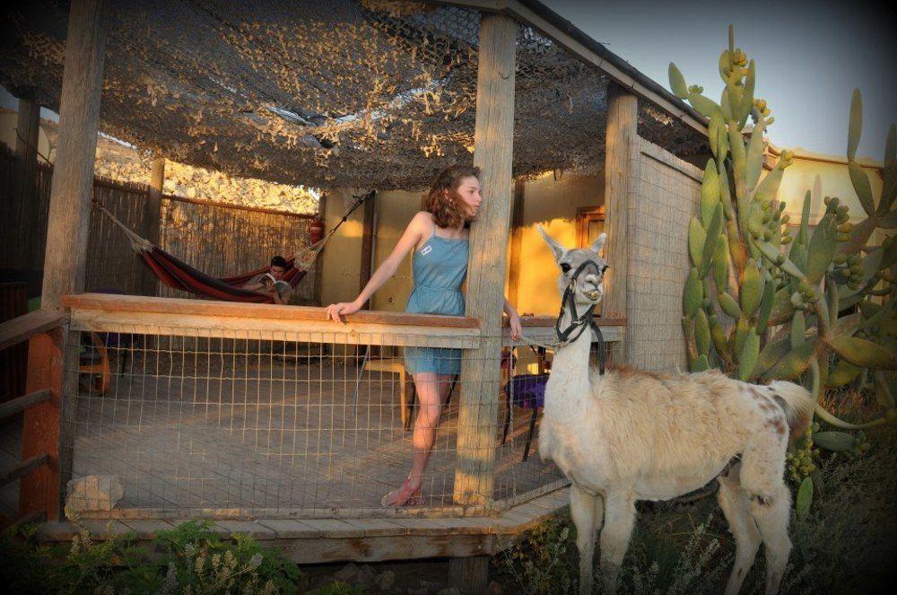 Alpaca Farm - חוות האלפקות Villa Mitzpe Ramon Eksteriør bilde