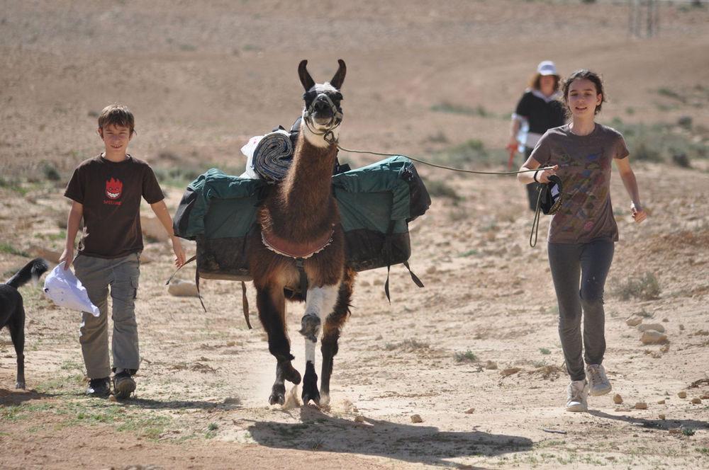 Alpaca Farm - חוות האלפקות Villa Mitzpe Ramon Eksteriør bilde