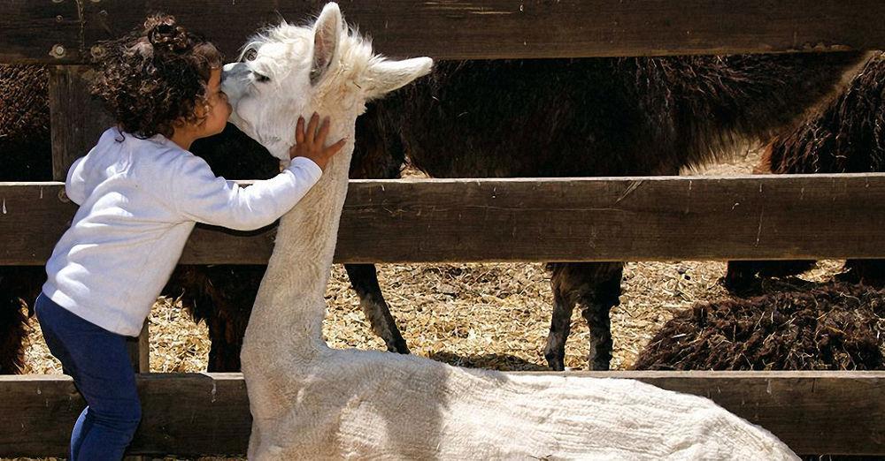 Alpaca Farm - חוות האלפקות Villa Mitzpe Ramon Eksteriør bilde