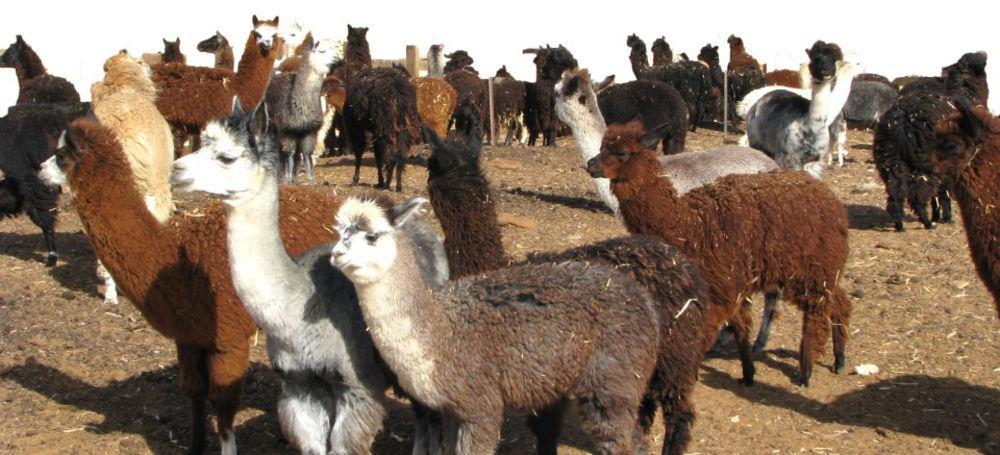 Alpaca Farm - חוות האלפקות Villa Mitzpe Ramon Eksteriør bilde