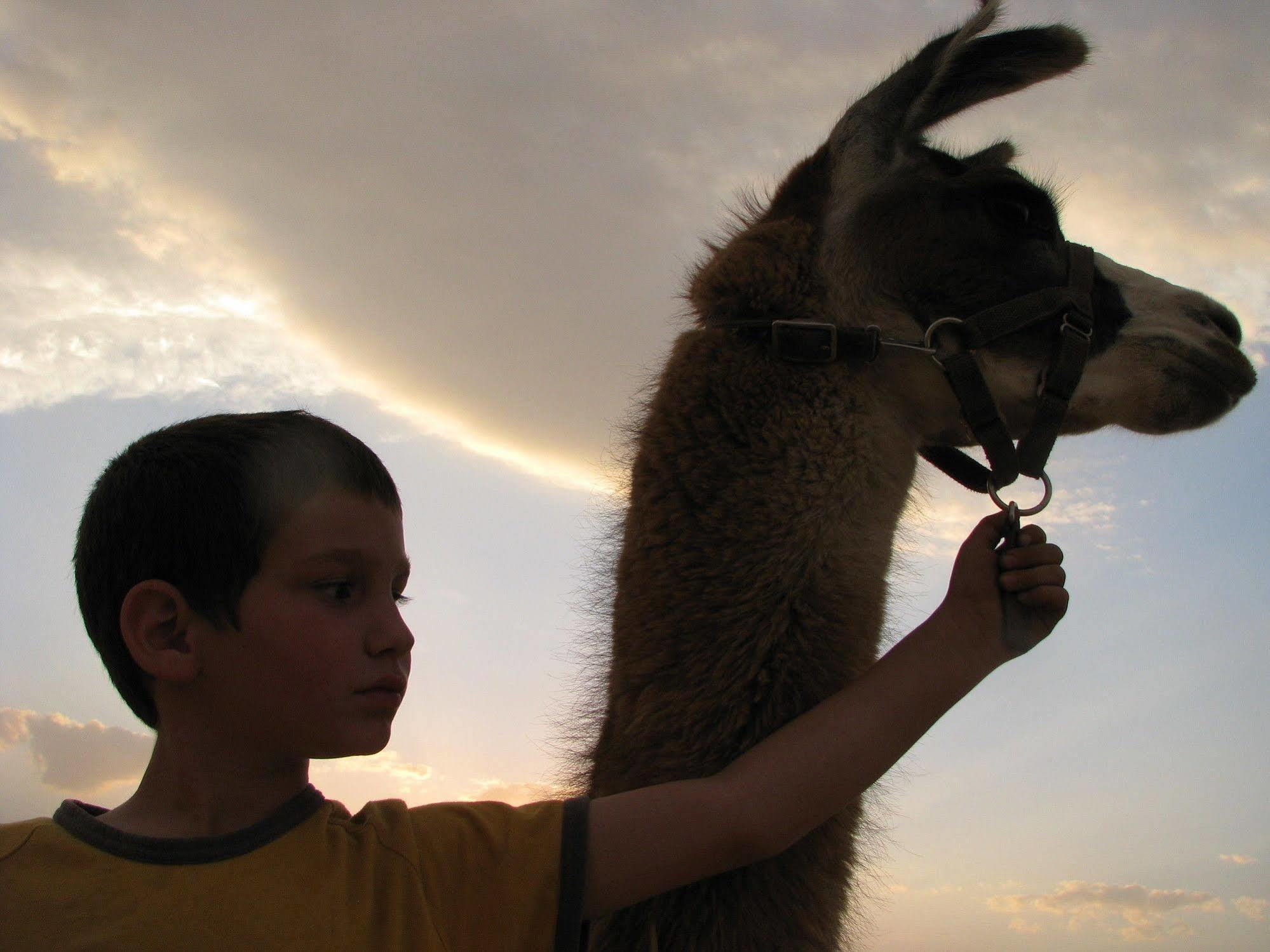 Alpaca Farm - חוות האלפקות Villa Mitzpe Ramon Eksteriør bilde