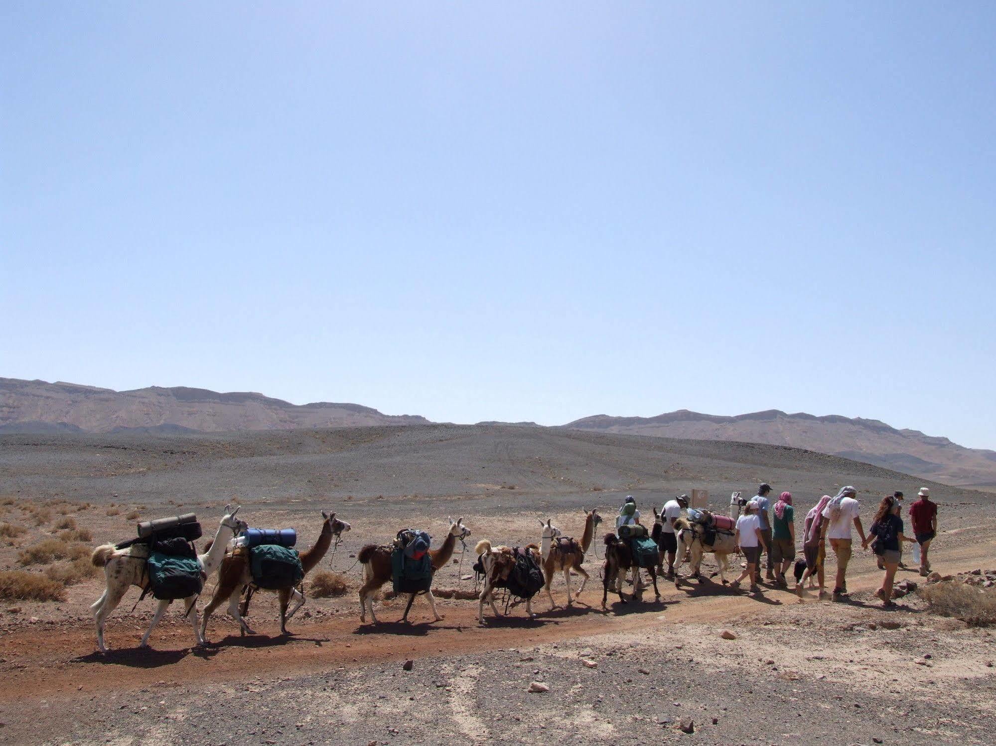 Alpaca Farm - חוות האלפקות Villa Mitzpe Ramon Eksteriør bilde